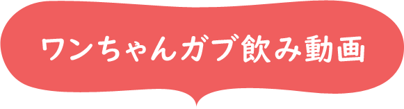 ワンちゃんガブ飲み動画